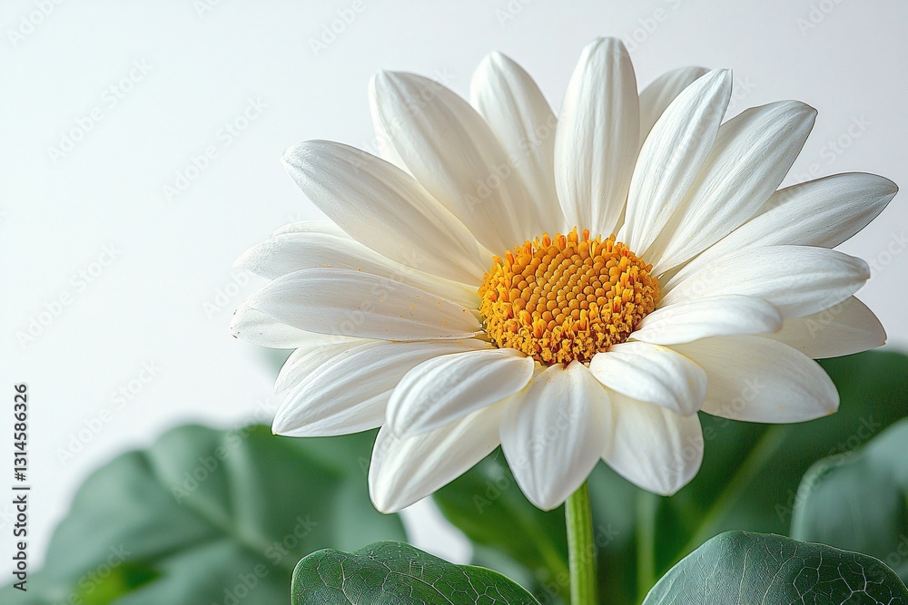 Beautiful White Flower with Yellow Center on Soft Background Ideal for Nature and Floral Themes Beautiful White Flower with Yellow Center on Soft Background Ideal for Nature and Floral Themes