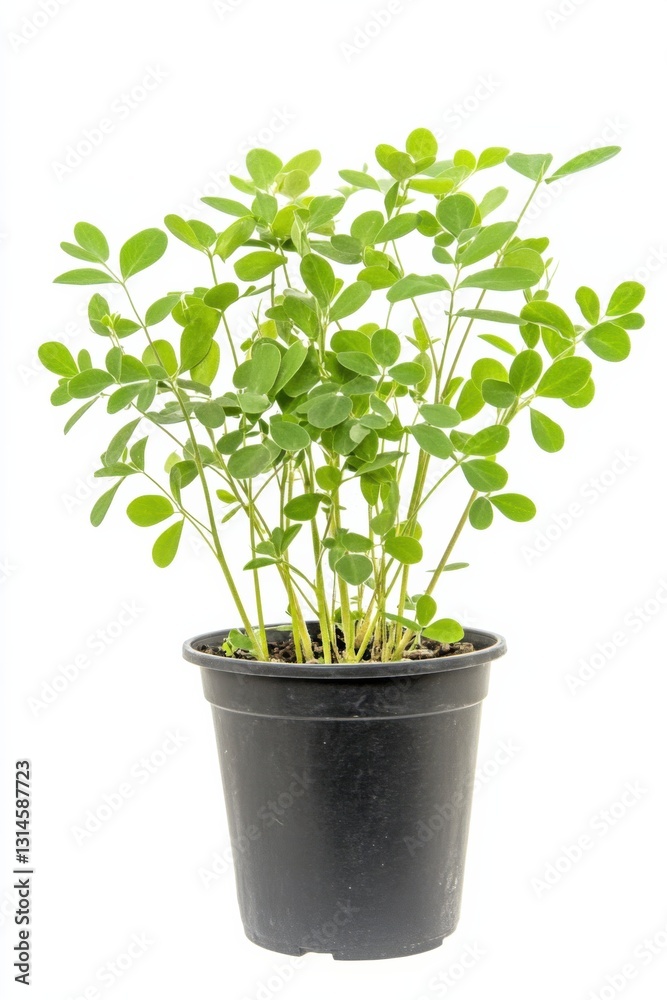 Vicia plant in stylish pot enhancing modern home decor with vibrant green foliage Vicia plant in stylish pot enhancing modern home decor with vibrant green foliage