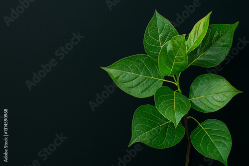 Plant with green leaves showing its freshness against black background