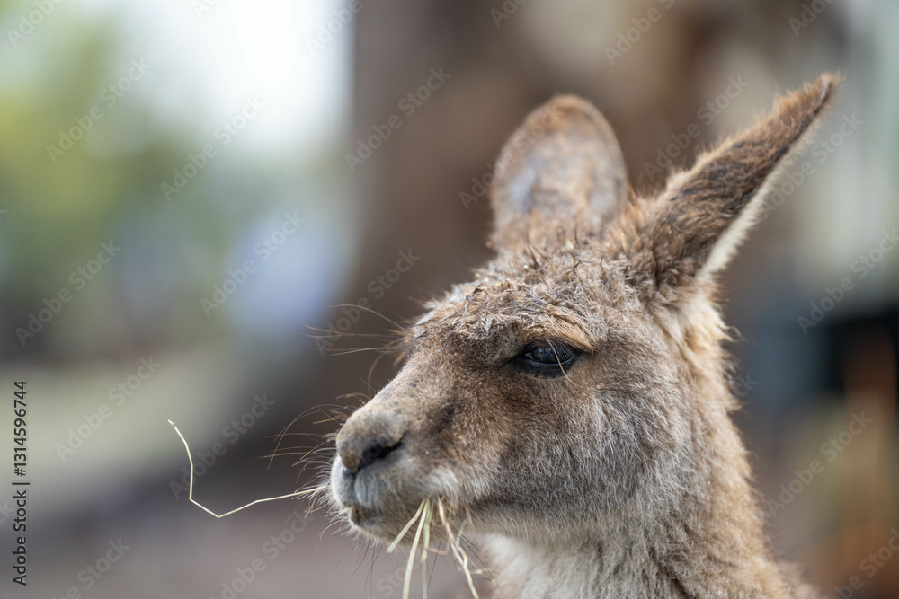 Fototapeta premium close up kangaroo in a wildlife reserve