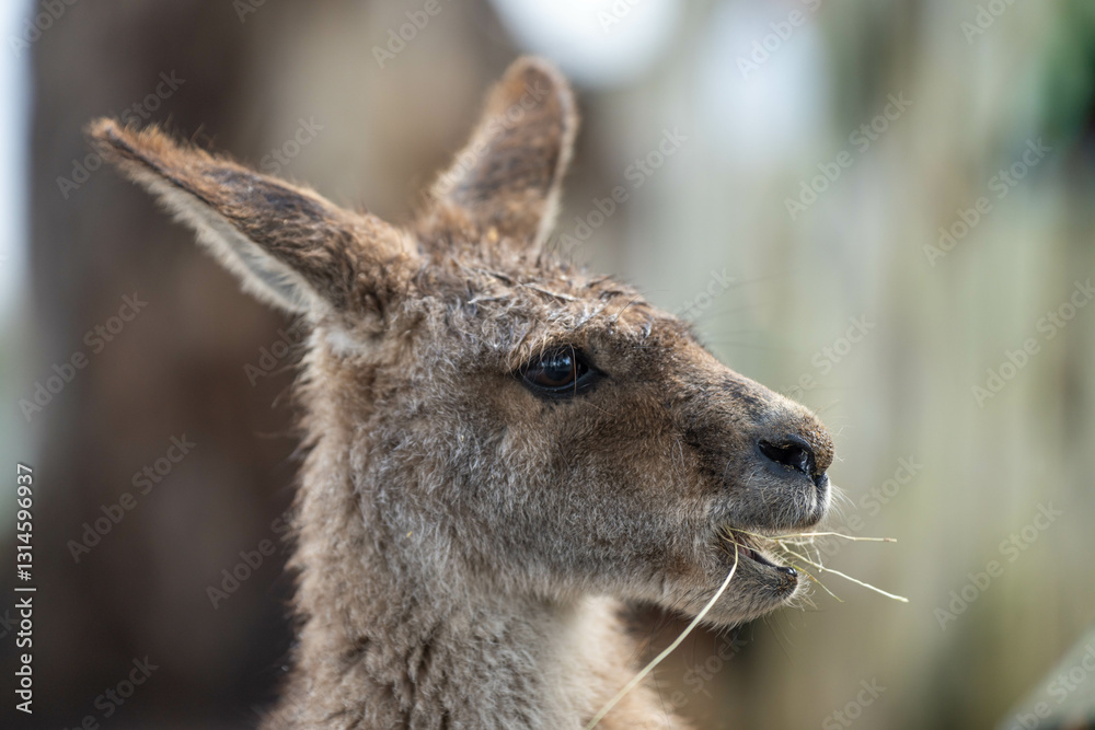 close up kangaroo in a wildlife reserve close up kangaroo in a wildlife reserve