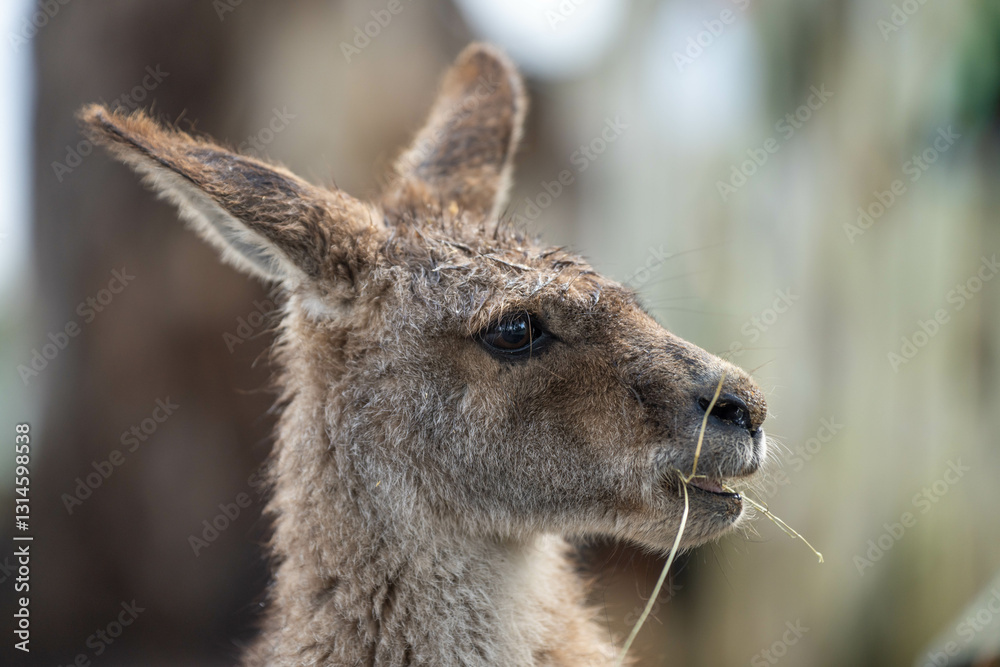 Fototapeta premium close up kangaroo in a wildlife reserve