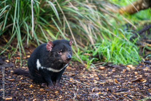 tasmanian devil close up in tasmania