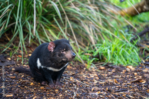 tasmanian devil close up in tasmania