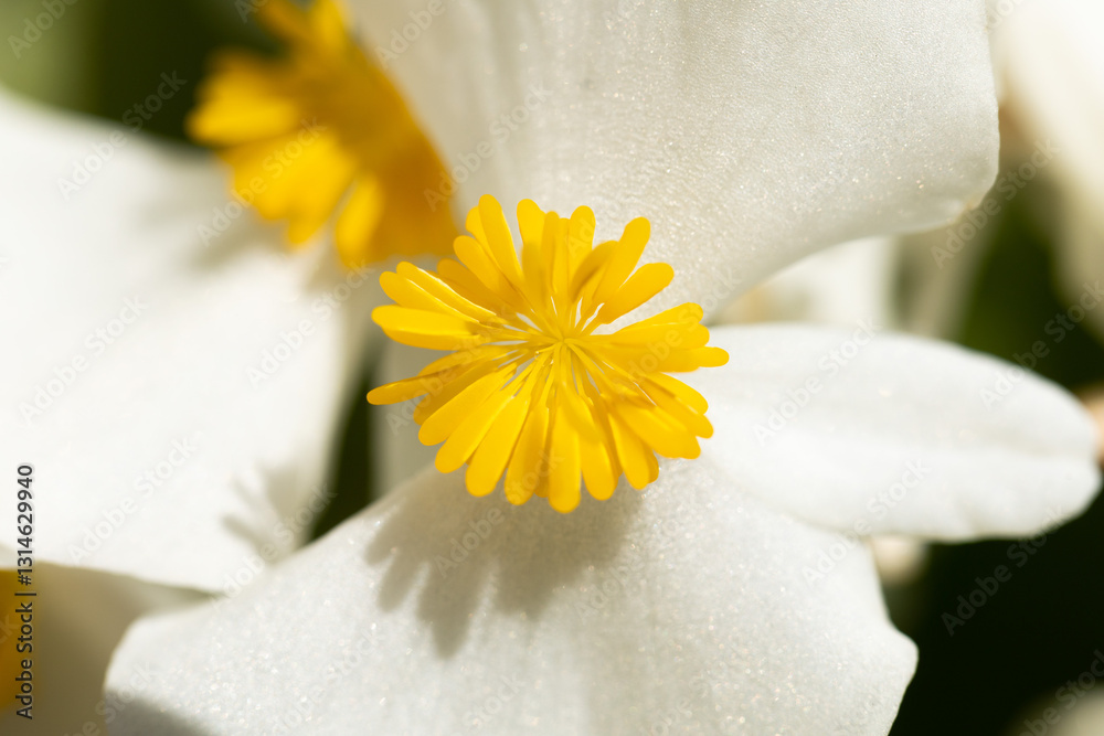 vista ultra-macro di un fiore color giallo e bianco