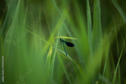 Obraz na płótnie vista macro di una libellula di colore blu ferma sulla punta di una lunga foglia verde di una pianta in un ambiente naturale di palude, in estate w salonie