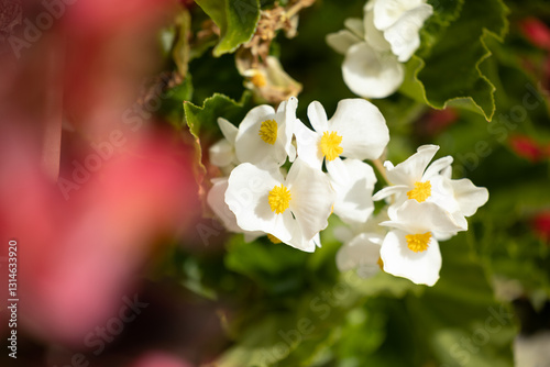 Obraz na płótnie vista macro di una pianta da giardino con fiori dai petali bianchi e le foglie verdi, illuminata dal sole, di giorno, in estate w salonie