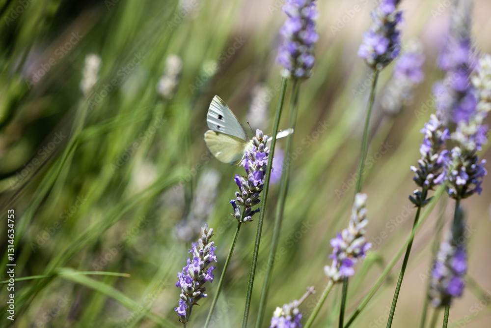 vista macro di una piccolo farfalla dalle ali color bianco e giallo chiaro, su un fiore viola di lavanda, di giorno, in estate