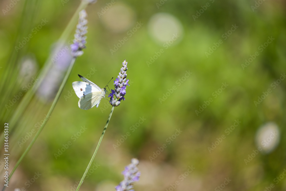 vista macro di una piccolo farfalla dalle ali color bianco e giallo chiaro, su un fiore viola di lavanda, di giorno, in estate