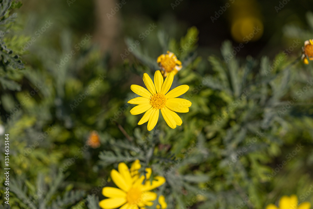 Pianta da giardino con fiori gialli, in estate