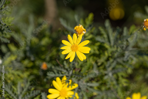 Obraz na płótnie Pianta da giardino con fiori gialli, in estate w salonie