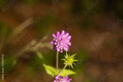 Vista macro di una pianta con un piccolo fiore di colore magenta, di giorno, in estate