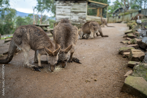 kangaroo in a wildlife reserve close up