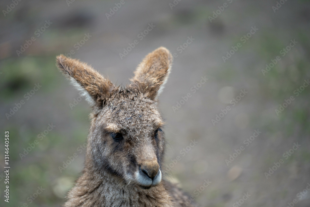 kangaroo in a wildlife reserve close up kangaroo in a wildlife reserve close up