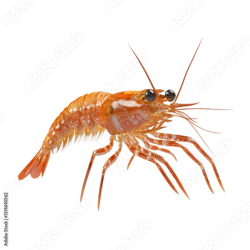 Wallpaper Mural 3D icon of Grass shrimp isolated on transparency background Torontodigital.ca
