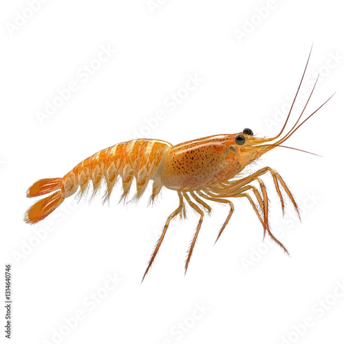 Wallpaper Mural 3D icon of Grass shrimp isolated on transparency background Torontodigital.ca