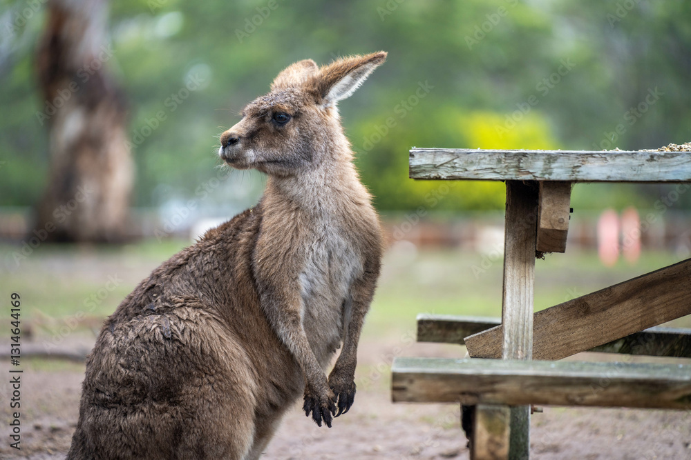 Fototapeta premium kangaroo in a wildlife reserve close up