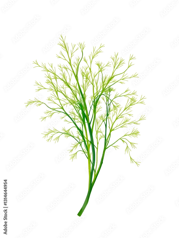 Watercolor painted dill. Hand drawn fresh food design element isolated on white background. Watercolor painted dill. Hand drawn fresh food design element isolated on white background.
