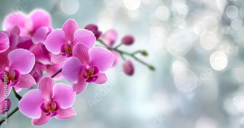 Close-up of vibrant pink orchid flowers in full bloom with star-like petal arrangement, set in dreamy soft ambiance