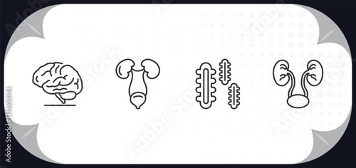 outline icons set - human body parts concept. brain body organ, excretory system, three bacteria, two kidneys.