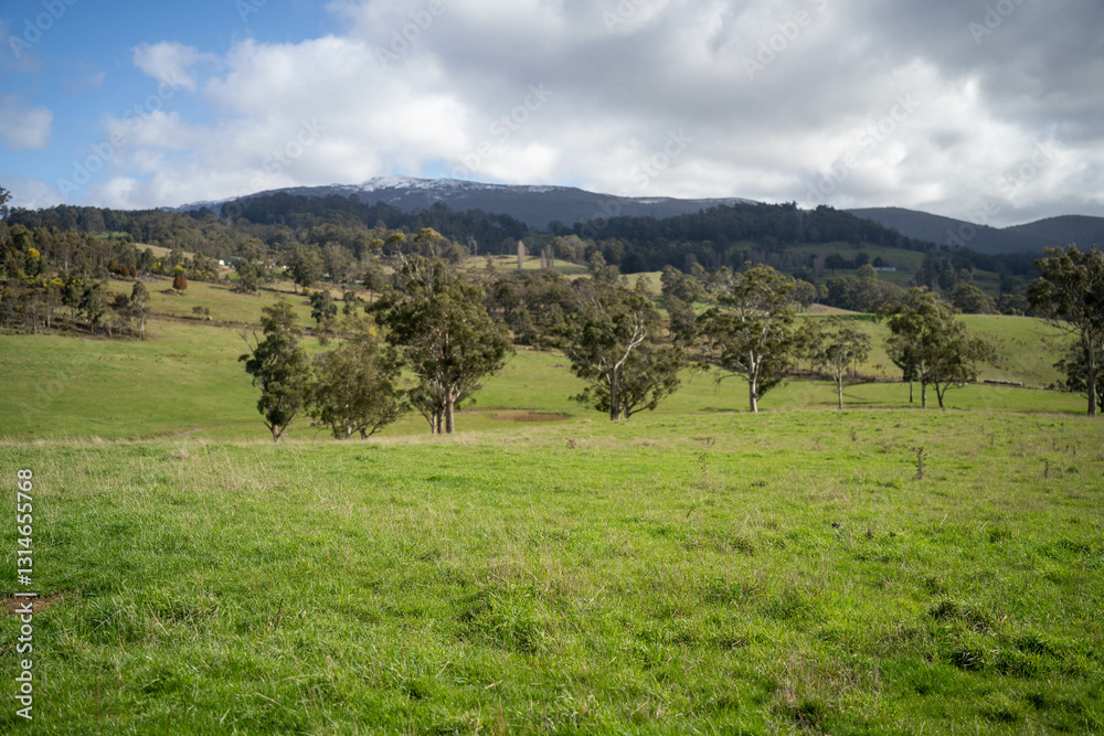 Naklejka premium green fields on a farm with trees in spring