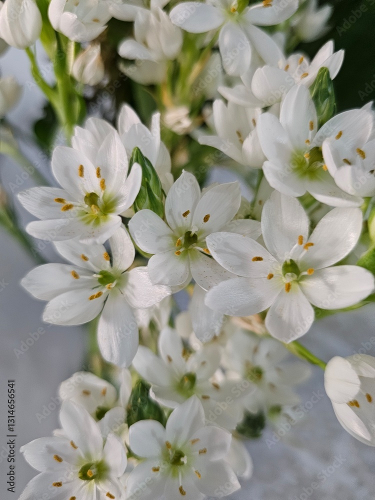 White star-shaped flowers with green centers. Floral close-up. Nature's beauty.
White star-shaped flowers with green centers. Floral close-up. Nature's beauty.