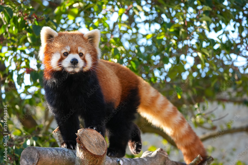 Obraz premium red panda