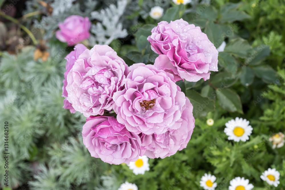 Beautiful roses in garden. Beautiful roses in garden.