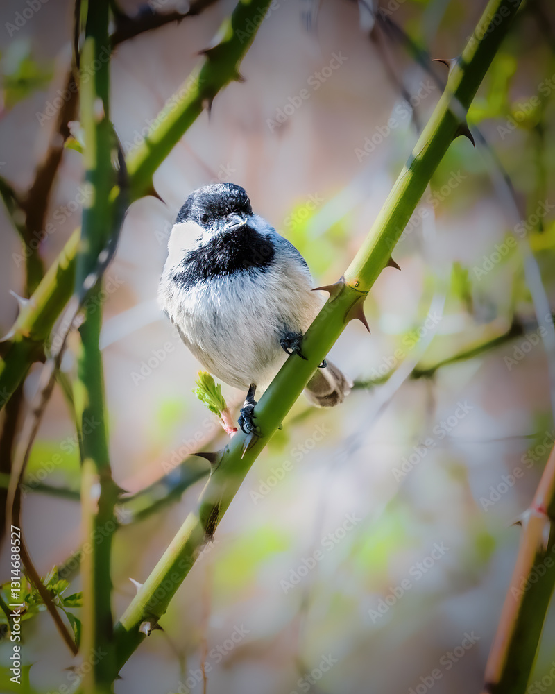 A small bird with black and white plumage perches delicately on a thorny branch, surrounded by hints of vibrant green leaves. Soft, blurred backgrounds enhance its prominence.