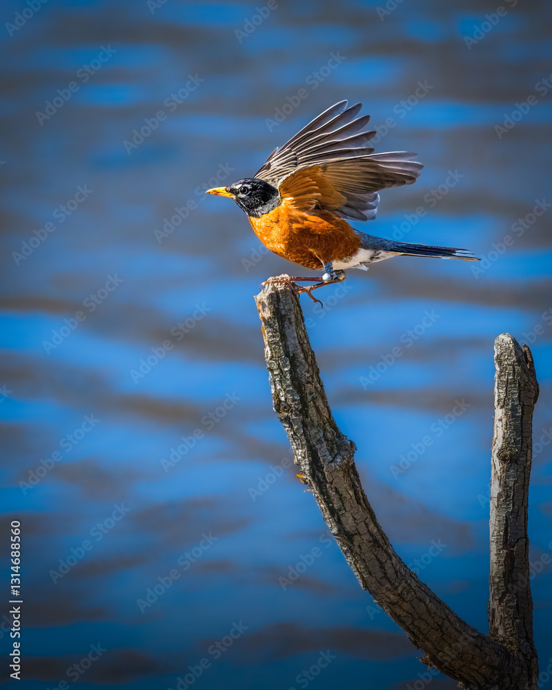 A robin with vibrant red and orange plumage is perched on a branch, ready to take flight over a body of water. Its wings are partially spread, capturing a sense of movement against the blue background