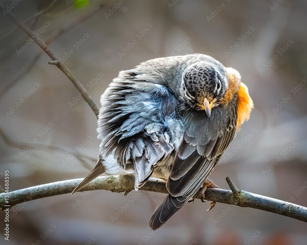 .A bird perches on a branch, its feathers fluffed and beak tucked as if preening its plumage. Soft lighting highlights the intricate details of its feathers against a blurred, natural background.