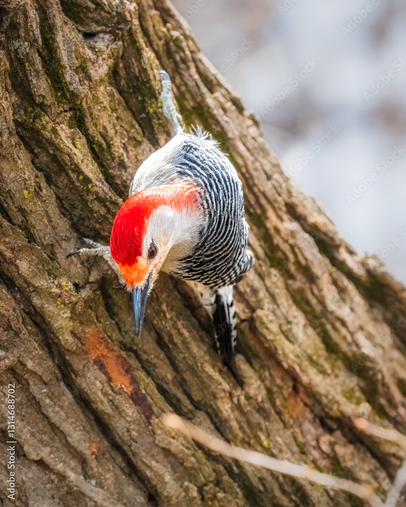 .A woodpecker with vibrant red plumage on its head clings to the textured bark of a tree. Its striped body contrasts with the natural tones of the tree's surface as it peers downward.