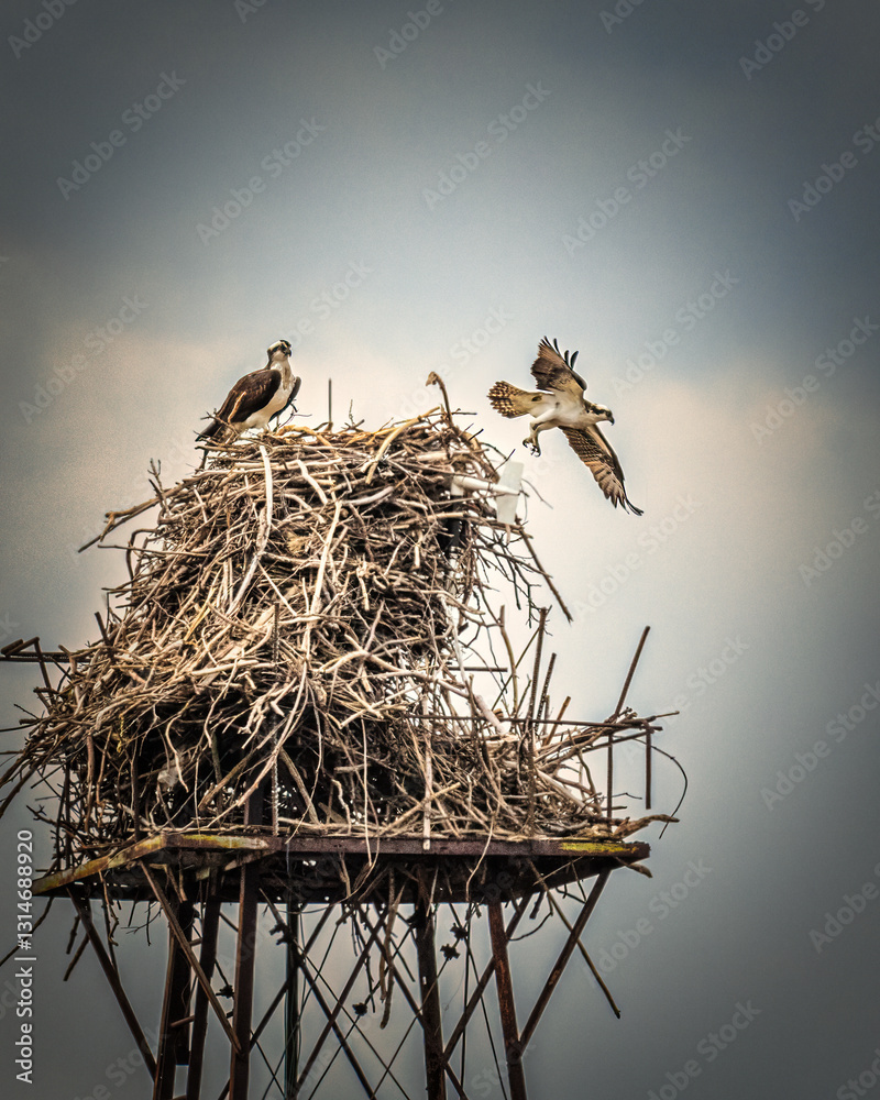 .Two birds are seen interacting on a large, complex nest built atop a metal structure under a clear sky. One bird is perched on the nest, while the other is captured in flight just above it..