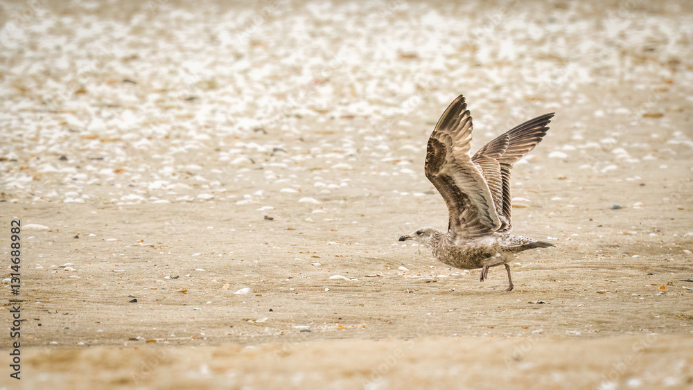A seagull stretches its wings on a sandy beach, surrounded by scattered shells and pebbles. The light, neutral colors of the scene evoke a calm, serene atmosphere..
