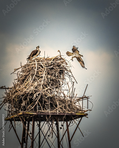 Obraz na płótnie .Two birds are seen interacting on a large, complex nest built atop a metal structure under a clear sky. One bird is perched on the nest, while the other is captured in flight just above it.. w salonie
