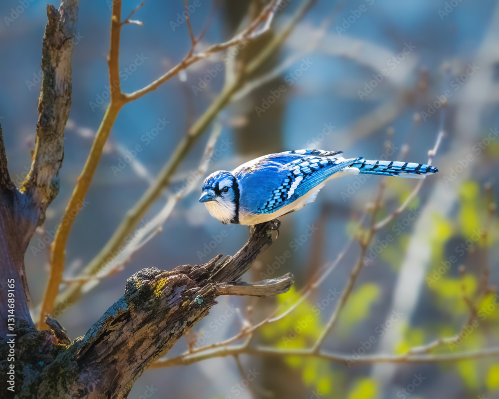 A blue jay perches gracefully on a tree branch, surrounded by budding spring foliage. The vibrant blue and white feathers stand out against a soft, blurred background.