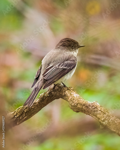 Obraz na płótnie .A small bird perches delicately on a branch, surrounded by a soft, blurred background of green and brown tones. Its feathers display a mix of subtle browns and whites. w salonie