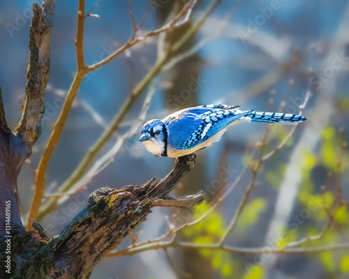 Obraz na płótnie A blue jay perches gracefully on a tree branch, surrounded by budding spring foliage. The vibrant blue and white feathers stand out against a soft, blurred background. w salonie