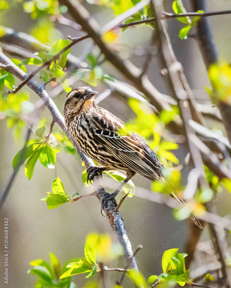 A bird with speckled brown and cream plumage perches on a slender branch surrounded by vibrant green leaves. Sunlight filters through the foliage, creating a soft, serene backdrop.