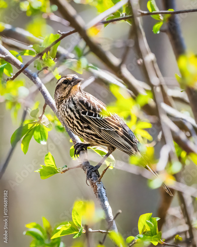 Obraz na płótnie A bird with speckled brown and cream plumage perches on a slender branch surrounded by vibrant green leaves. Sunlight filters through the foliage, creating a soft, serene backdrop. w salonie