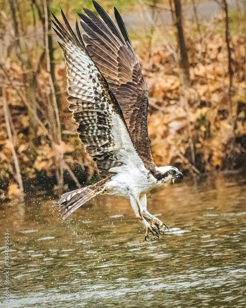 An osprey is captured in mid-flight as it skims the surface of the water with its talons. The background is adorned with leaves and branches, suggesting a forested environment..