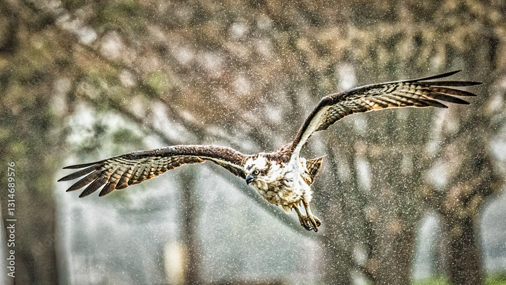 majestic bird of prey glides through the air with wings fully spread, surrounded by a misty drizzle. The background shows blurred trees, enhancing the focus on the bird's sharp, intense gaze..