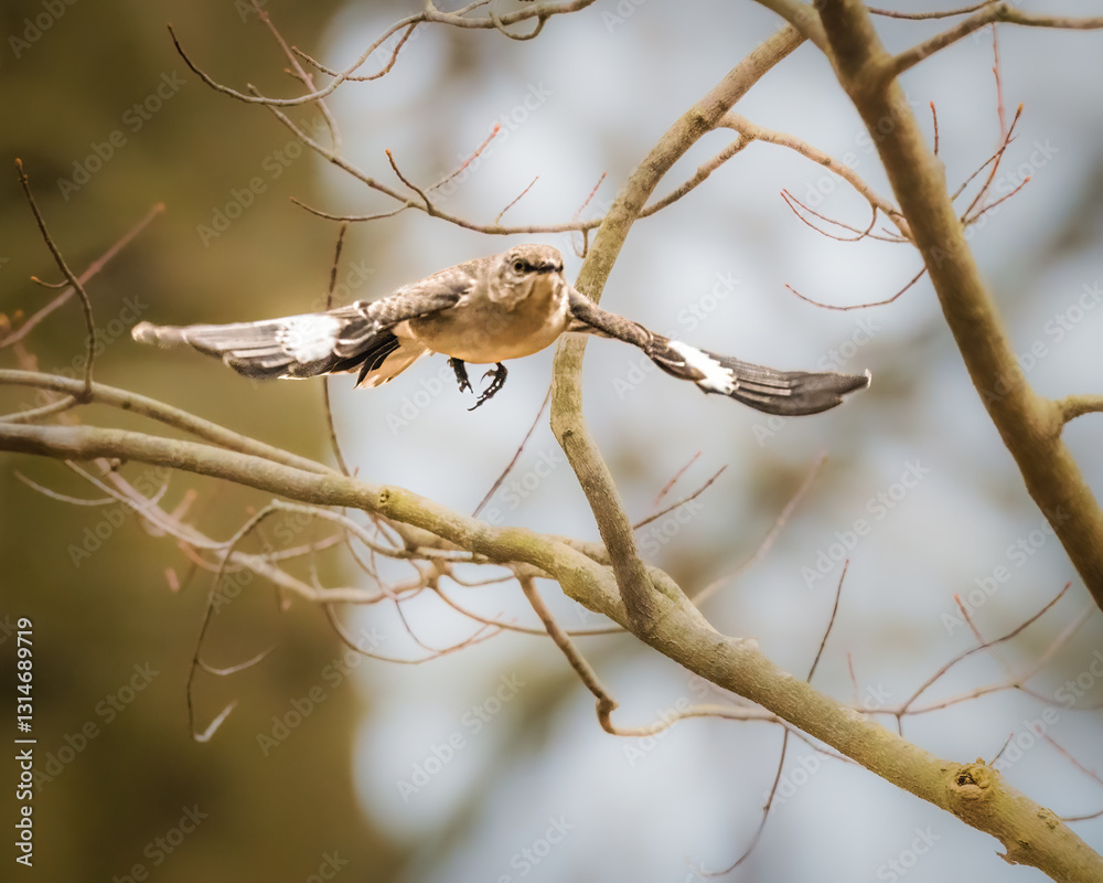 A bird is captured in mid-flight among bare tree branches, its wings spread wide with white and brown feathers. The blurred background emphasizes the motion and freedom of the bird..