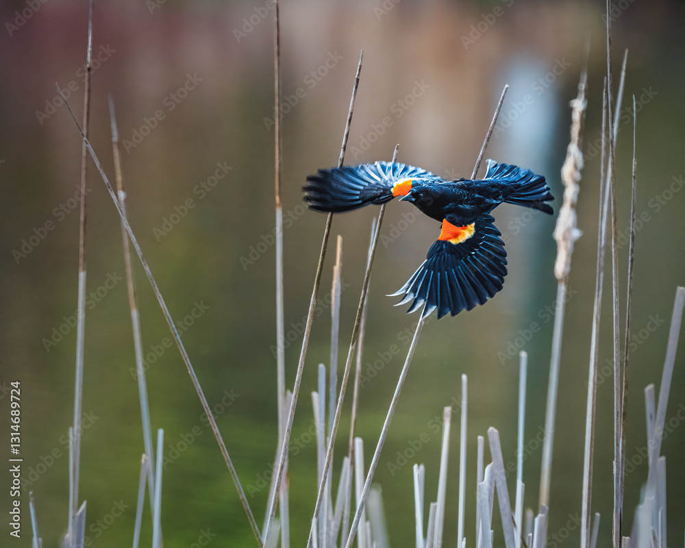 A black bird with vibrant orange markings gracefully flies among tall reeds near a calm body of water. Its wings are fully extended, capturing a moment of natural beauty and freedom.