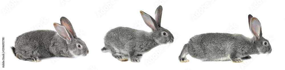 Naklejka premium Cute grey rabbit on white background, set