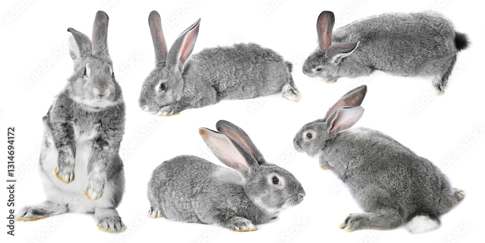Obraz premium Cute grey rabbit on white background, collage. Views from different sides