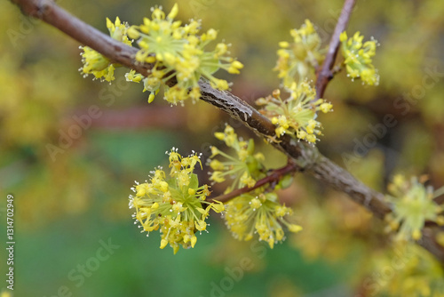 Yellow blossom of Cornus officinalis, Japanese cornelian cherry, in flower.