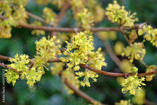 Foto Yellow blossom of Cornus officinalis, Japanese cornelian cherry, in flower