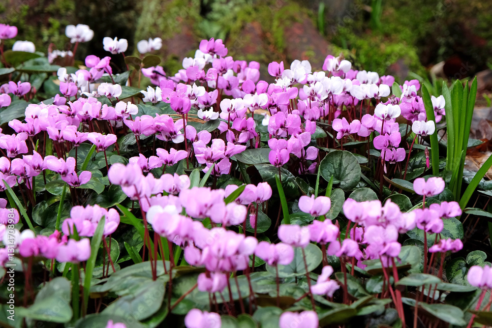 Purple and pink Cyclamen coum, the eastern sowbread, in flower Purple and pink Cyclamen coum, the eastern sowbread, in flower