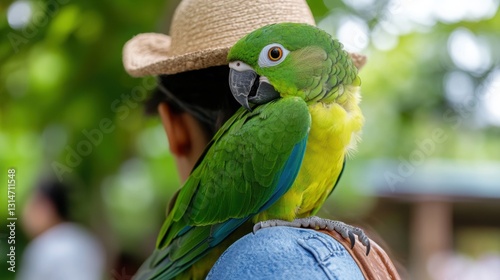 A parrot sitting on a person's shoulder and wearing a small hat, as in a retro style . 